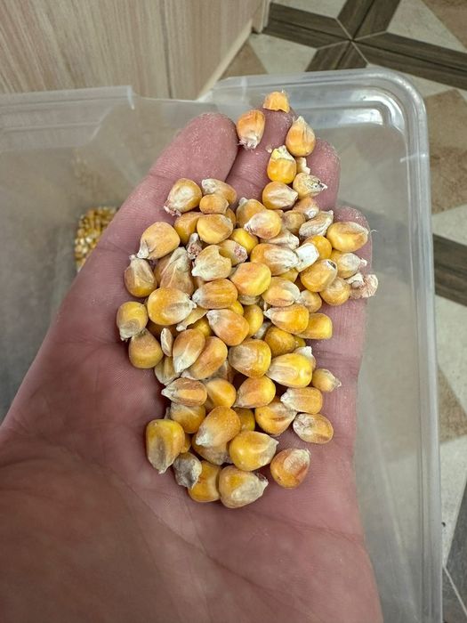 Лён.Платный чат!Все корма.