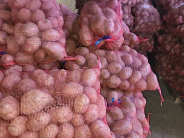 Cartofi de consum 1lei/kg și cartofi de sămânță 50bani/kg