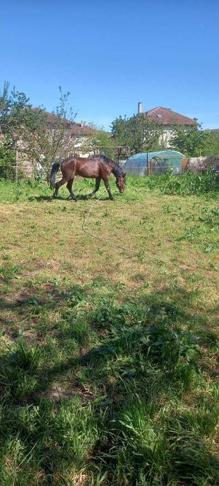 Продавам конче на 24 месечна възраст. От ресиста порода 2  хиляди евро .Област Варненска  ,тел за връзка 0898918186