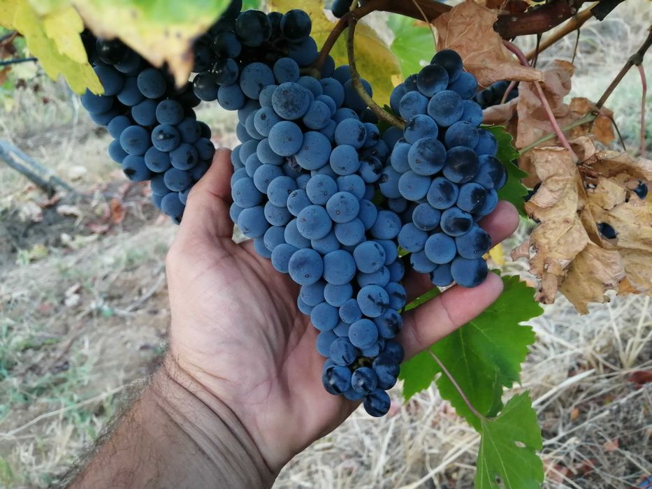 Грозде Каберне Совиньон 2025 Мускат отонел, Совиньон Блан , Траминер