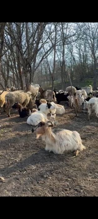 Capre și oi de vânzare