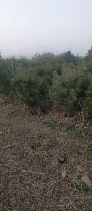 Киримиски сасна дастафка бор