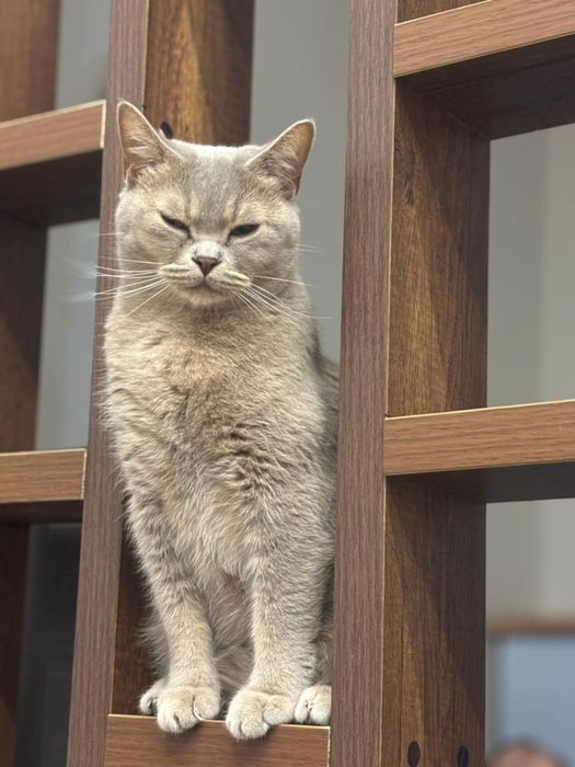 Отдам кошку в добрые руки