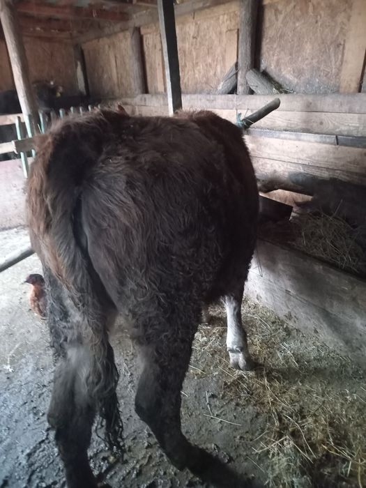 Vand vaci si o junca