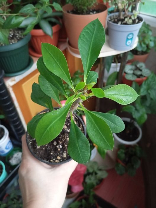 Продам комнатные растения