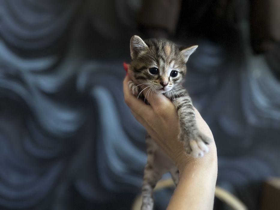 Отдам домашних котят