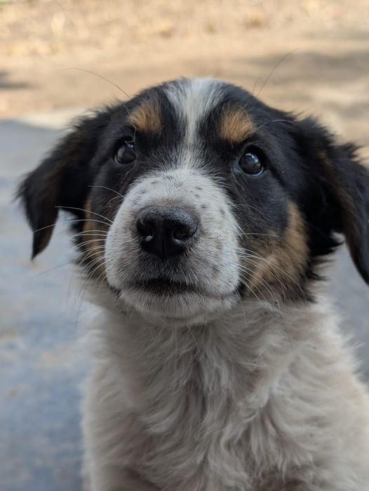 Отдам щенка/щенков