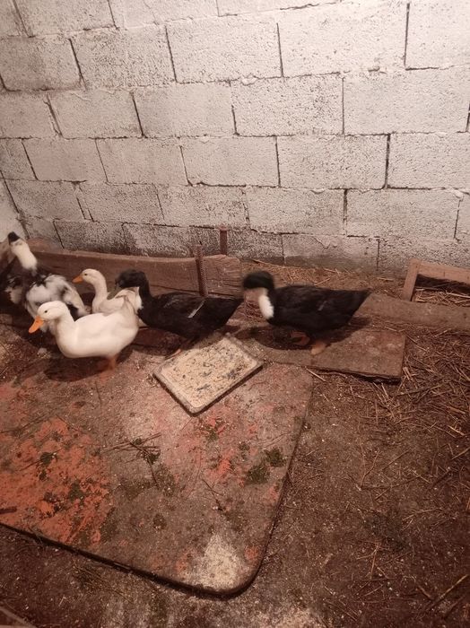 Продам утят 1,5месячных