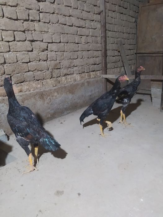 Ruslarning erotik anal massajiga josuslik qilish