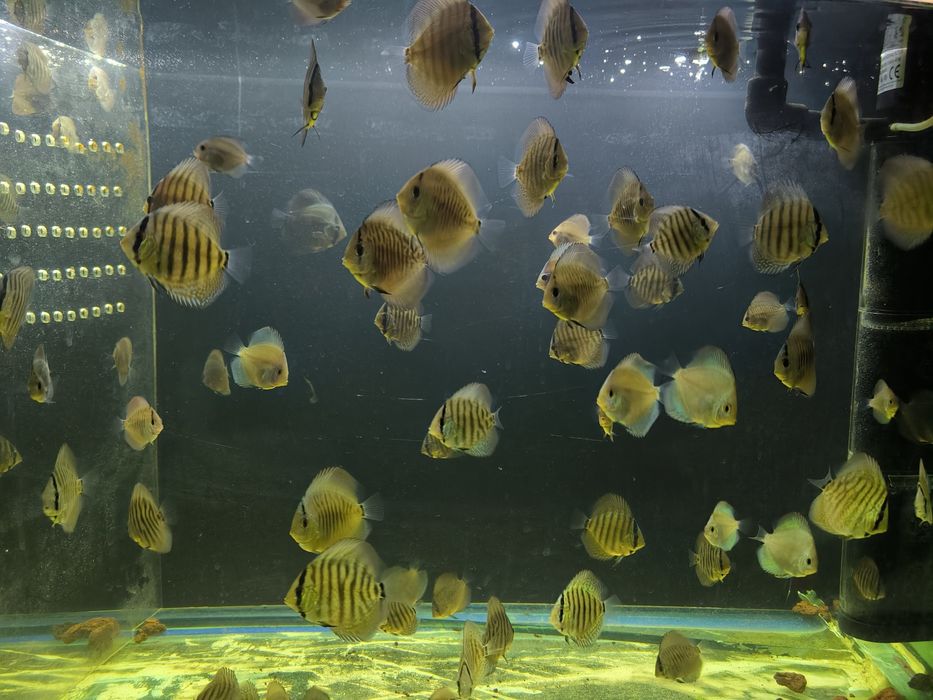 Дискус мальки, Дискусы