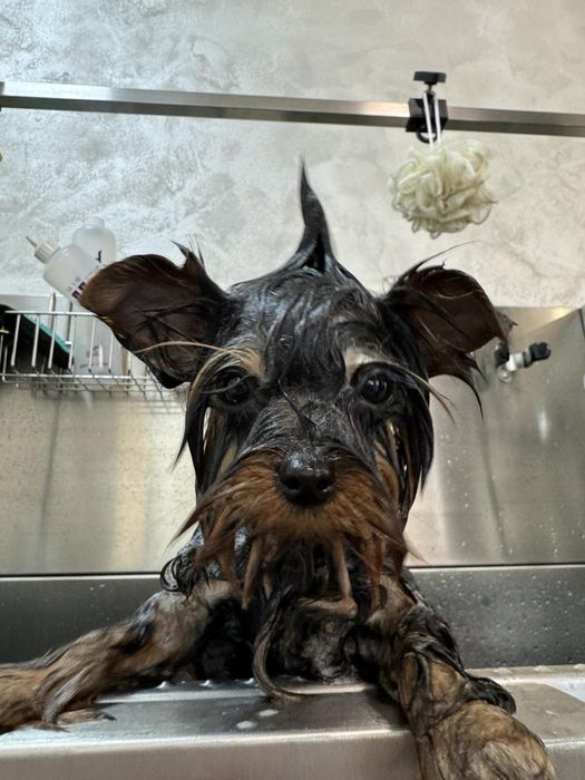 ЛУДИЯТ МАКС  Груминг салон за домашни любимци