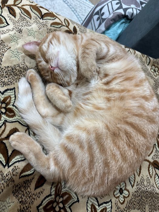 Кот по кличке Рыжик