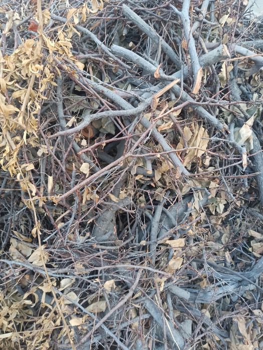 O'tin zaldori daraxtidan sotiladi