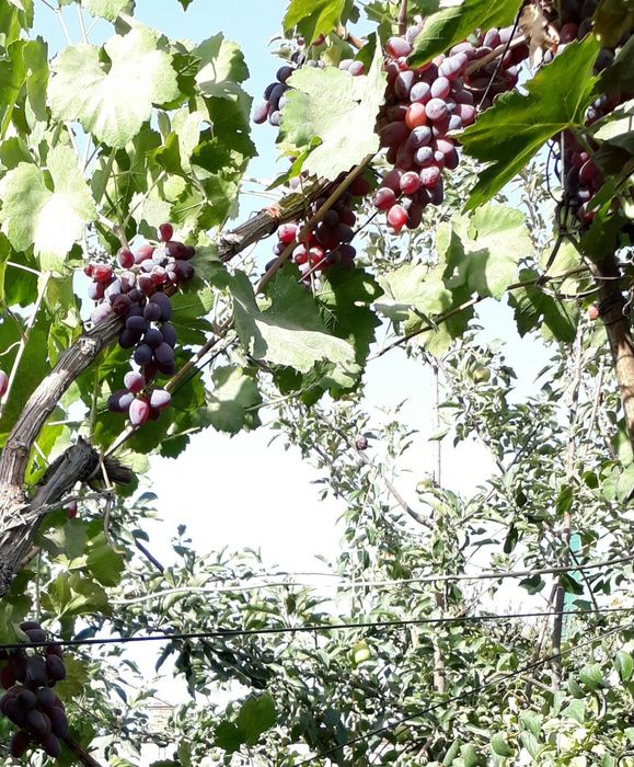 Ризамат виноград.