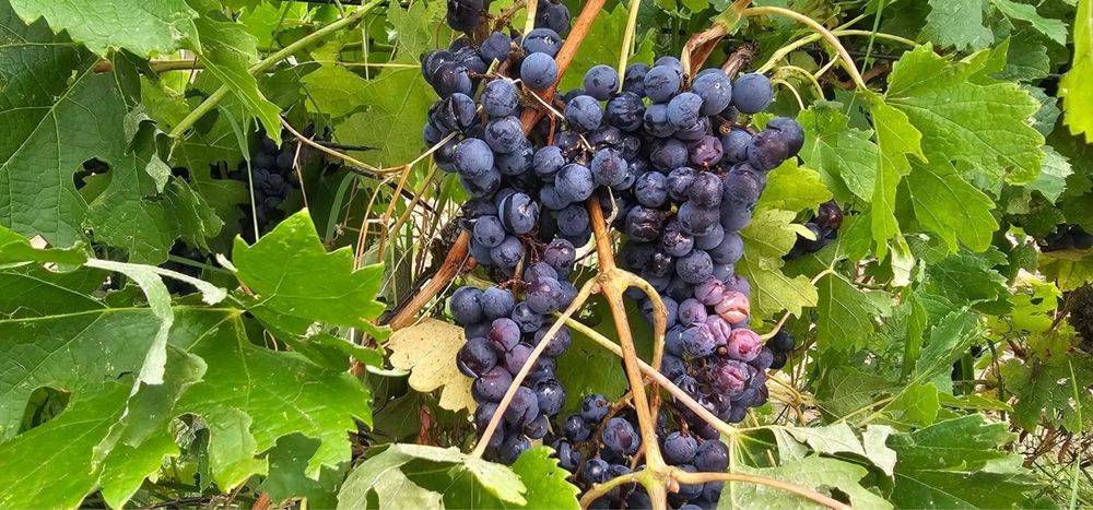 Struguri pentru vin