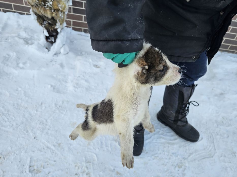 Тобет күшік щенки Тобет