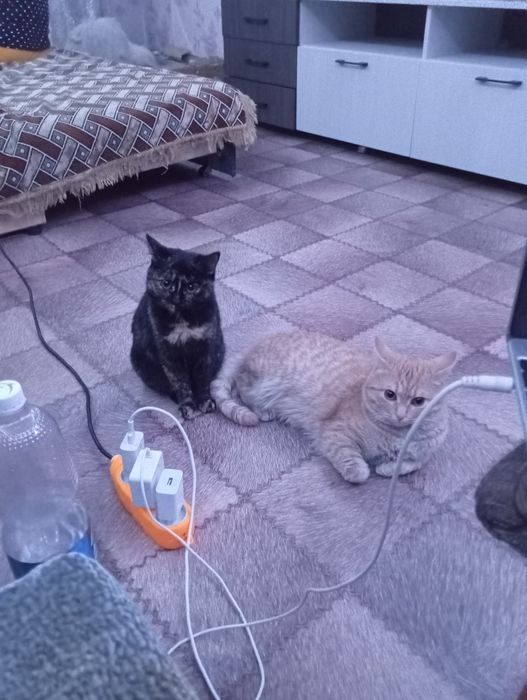 Отдадим чёрную кошечку