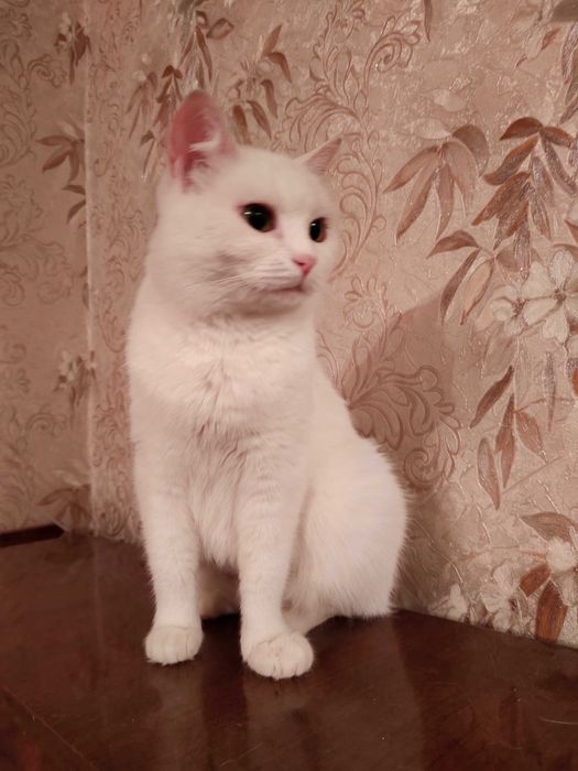 Кошки в добрые руки