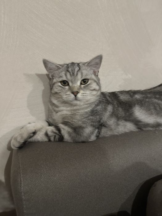 Вислоухие шотландцы