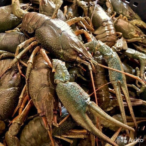 Живые раки с доставкой на дом. Мы предлагаем скидку 10% на все размеры