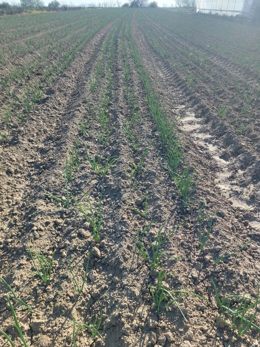 Ceapă de vânzare verde sau pentru păstrate sau să o recoltați când vreți plec ân spania