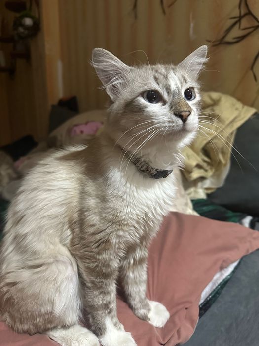 Брошенный кот ищет новых хозяев
