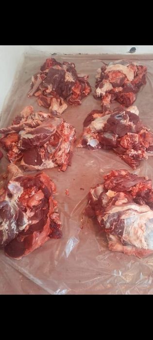 Касапшы кызмети кала бойынша сиыр жылкы кои соиамыз