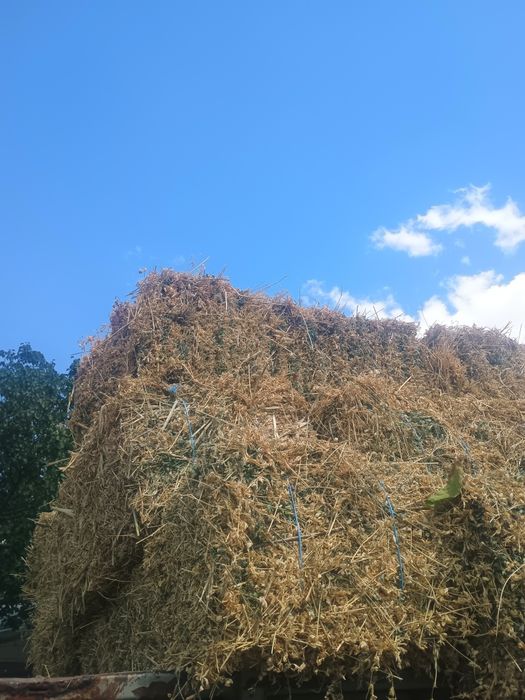 Baloți lucerna trifoi