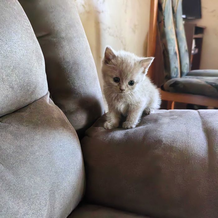Котки късокосмести Британки