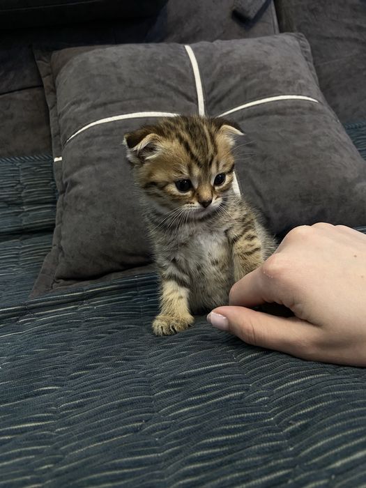 Котята британцы