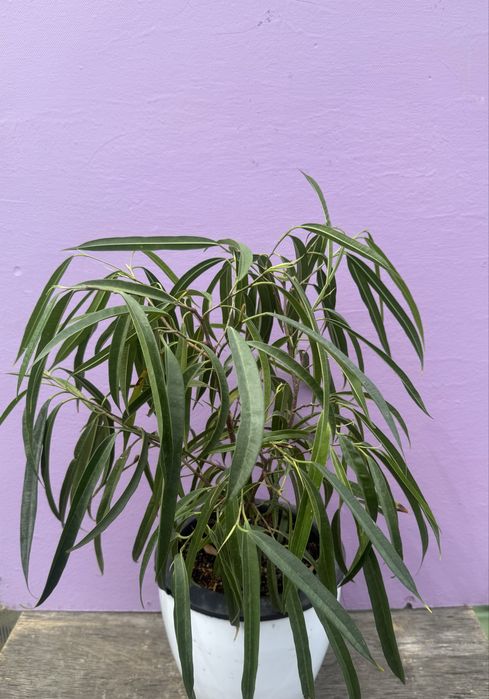 Продам фикусы сортовые