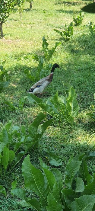 Rate indiene/alergatoare