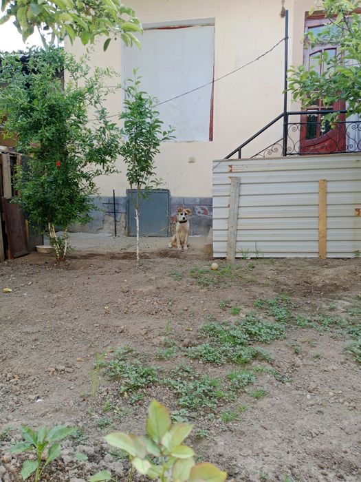 Собака Щенок Ит сотилади