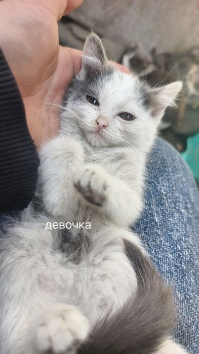 Отдам котят в хорошие руки