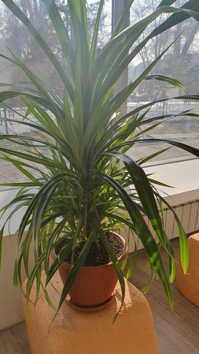 Шикарный цветок Панданус