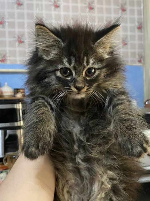 Отдам в добрые руки заботливый бесплатно