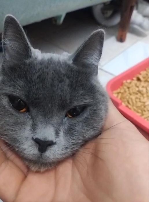 Продаю пародистую кошку шотланку