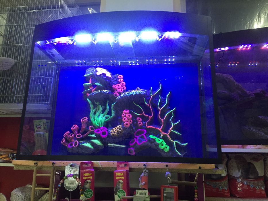 Авални аквариум барча размерда бор