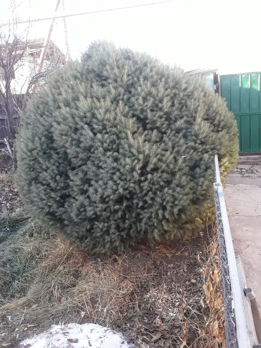 Садовая елка талгарский питомник