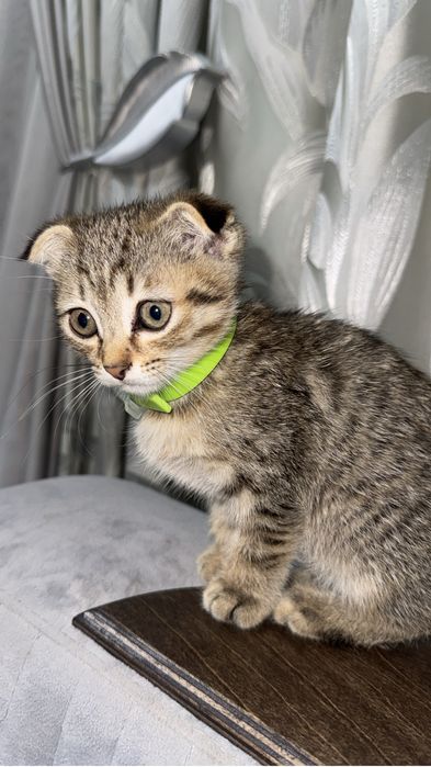 Котенок  5000 тенге