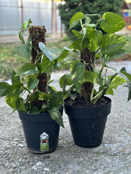 Turn moss premium chile