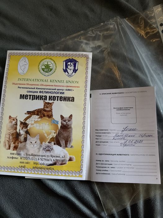 Сфинкс .Девочка. Возраст 1год 7 мес, с дркументами