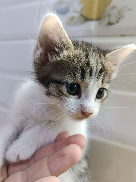 Котята 2 месяца.