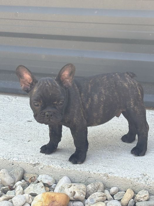 Femela Bulldog francez cu pedigree FCI