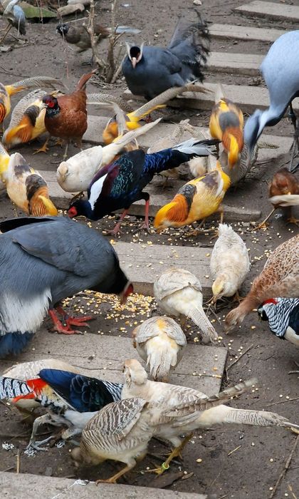 Fazan auriu, fazan diamant, fazan argintiu