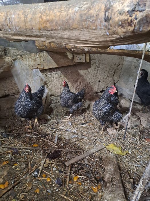 Прадам куры петух