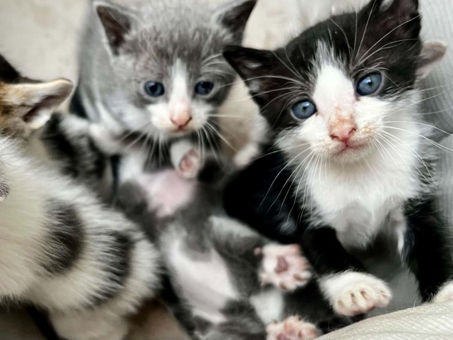 Малки     котенца