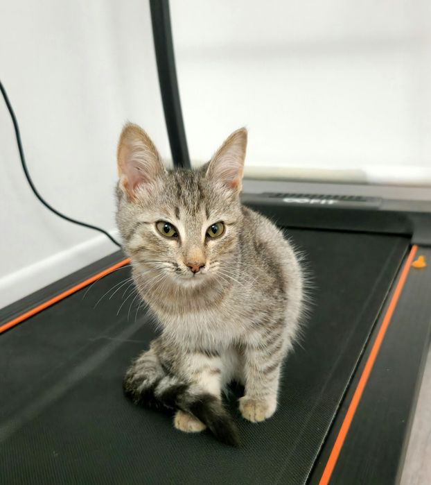 котёнок 3 месяца