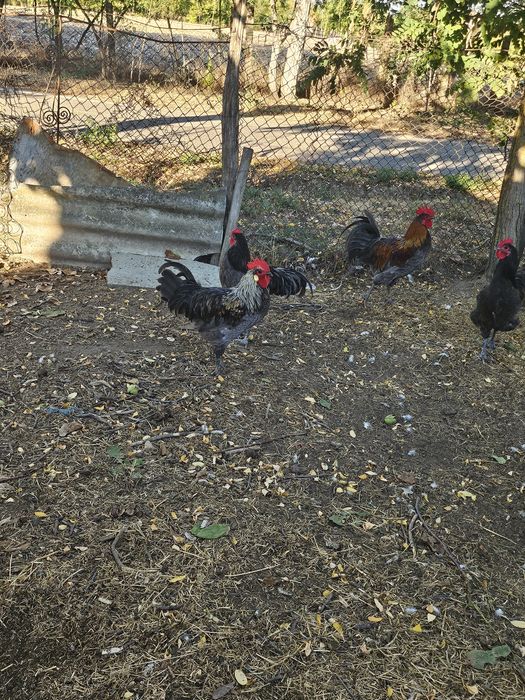 Cocoși de vânzare.