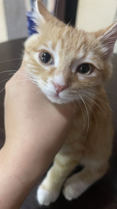 мысыктар жогалды,котята пропала